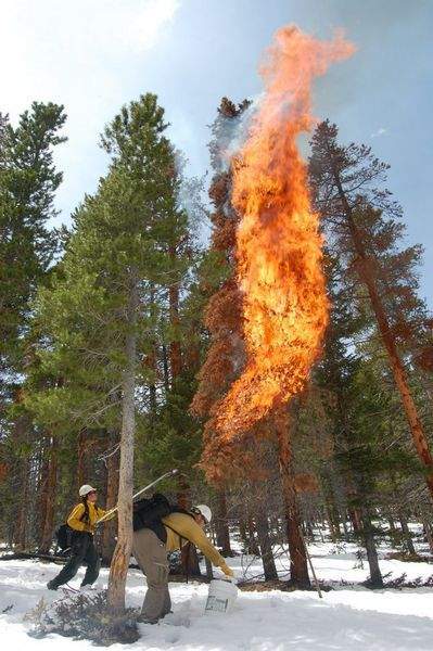 burning beetle killed tree Zach Becker and Eric Jones of the Alpine Hot 