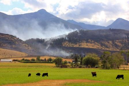  - Cattle-near-Pine-Creek-Fire-Gallatin-NF-MT-Photo-by-Karen-Tuscano
