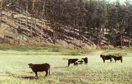 Cattle and Deer Graze Together