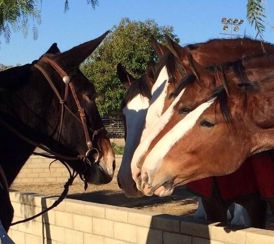 USFS pack mules Budweiser Clydesdales