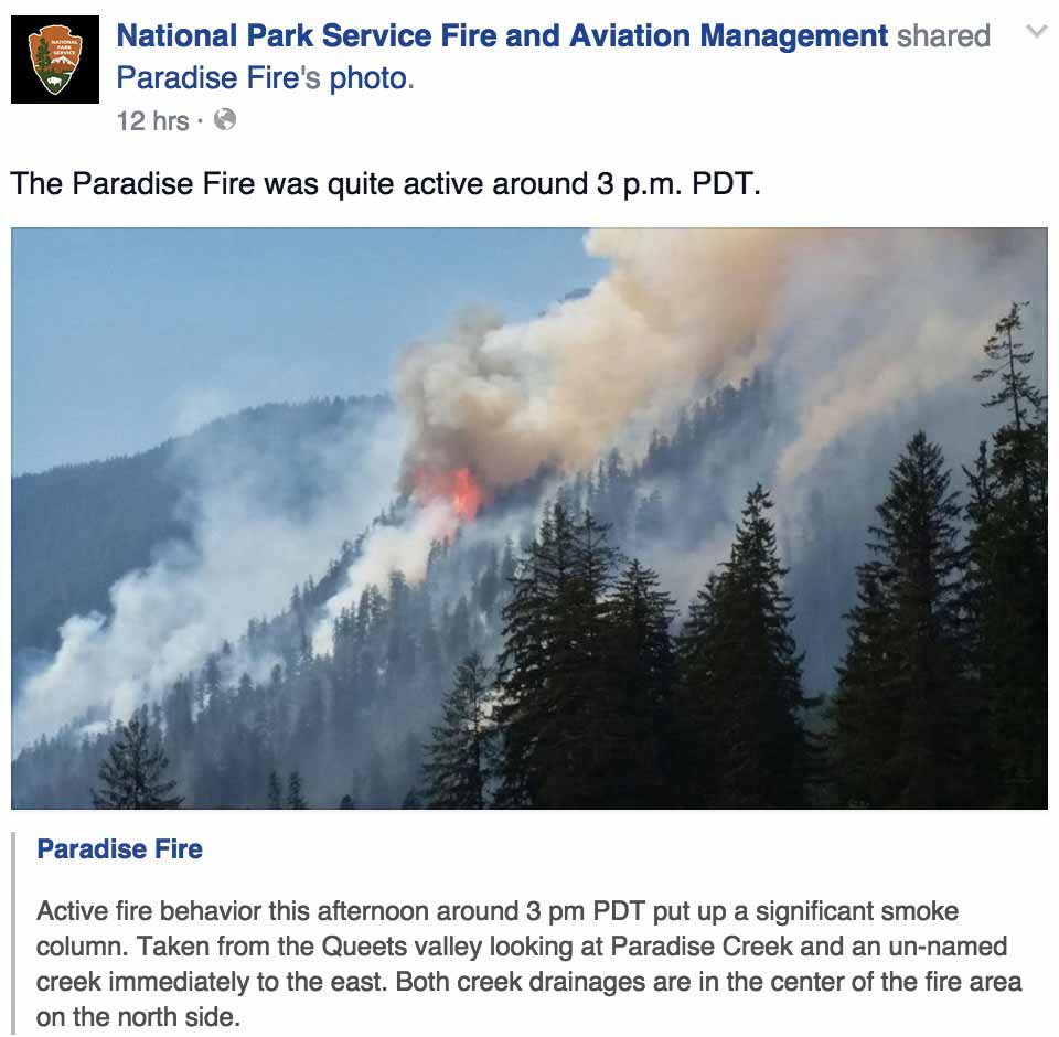 paradise fire dogs