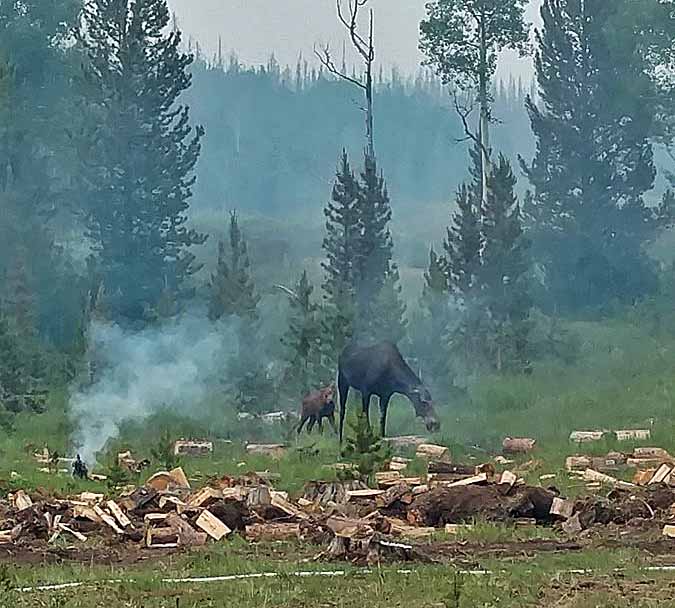 Beaver Creek Fire moose