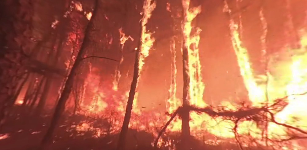 video in forest wildland wildfire fire