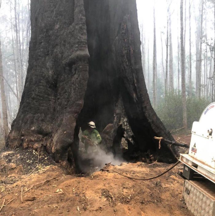 firefighters save Messmate tree Victoria Australia