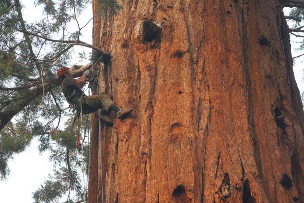 smokejumpers climb giant sequoia tree Windy Fire