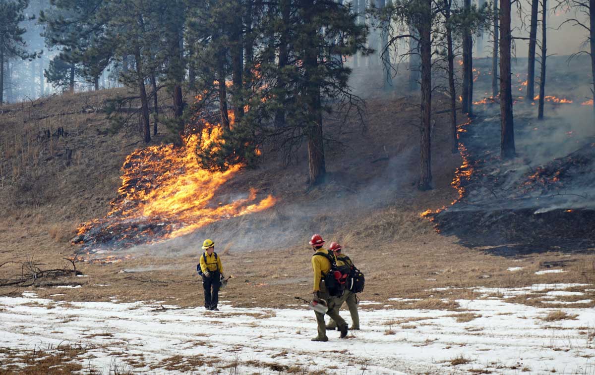 Whaley prescribed fire, Black Hills National Forest