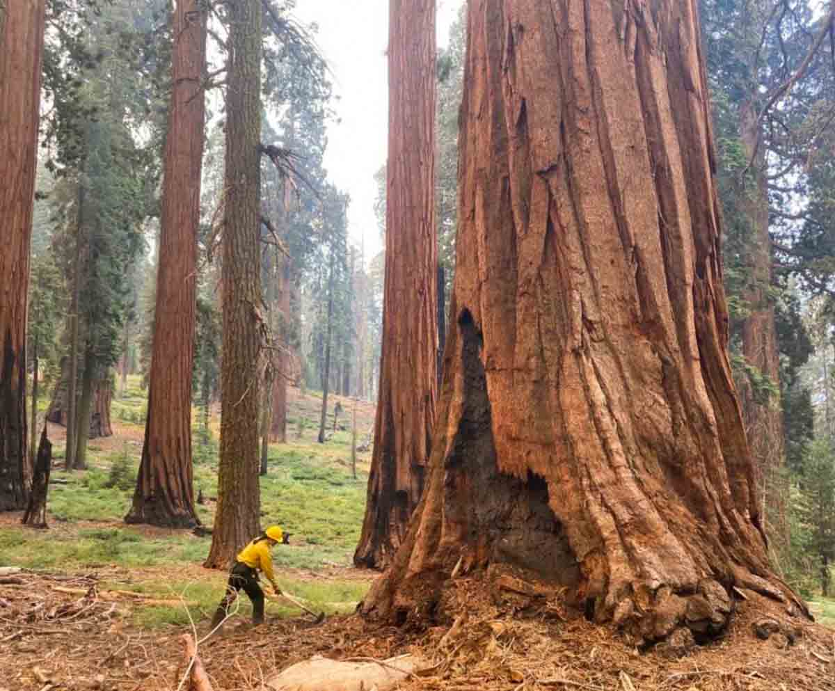 firefighter giant sequoia Washburn Fire Yosemite National Park