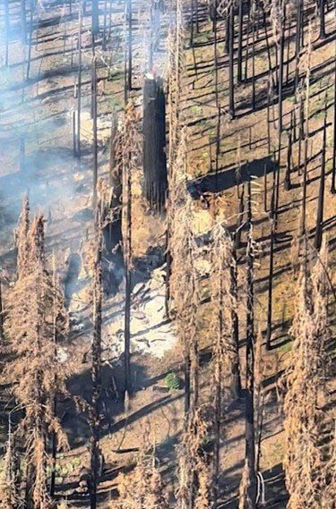 Burning area in giant sequoia grove