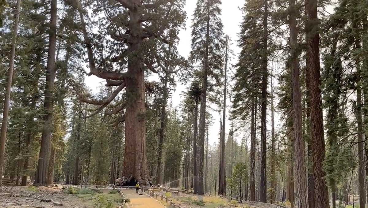 Firefighters set up sprinklers at Grizzly Giant sequoia fire