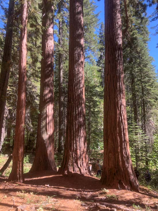 Northernmost Giant Sequoia grove